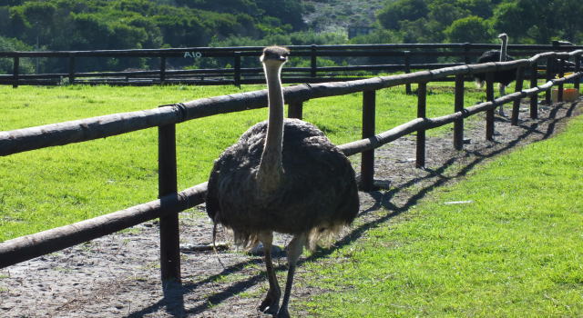 Cape Point Ostrich Farm