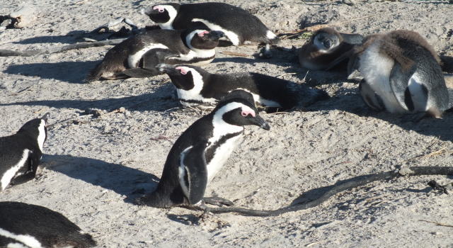 Boulders Penguins